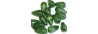 111-88-898 14/8mm LAVA GREEN